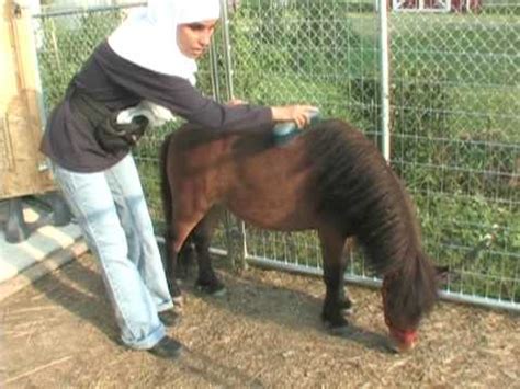 ponys follando mujeres|'mujer con pony' Search .